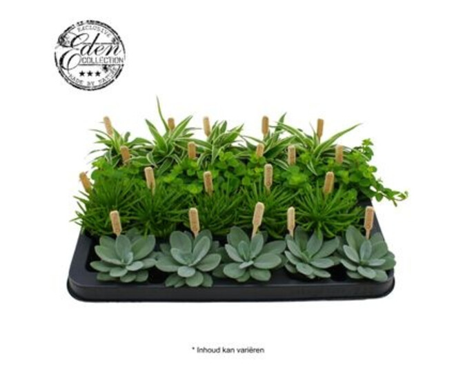 PLANTES VERTES VARIEES