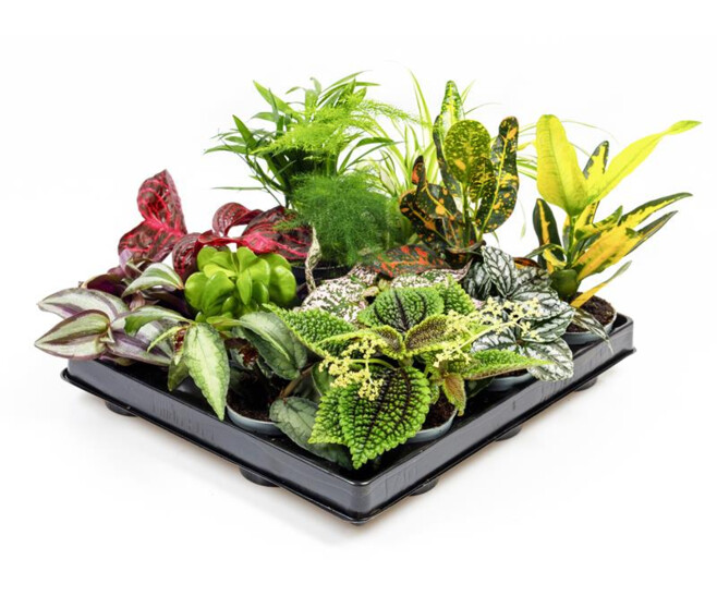PLANTES VERTES VARIEES