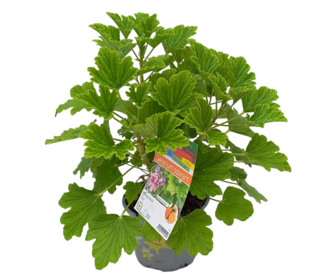GERANIUM ODORANT FIZZ