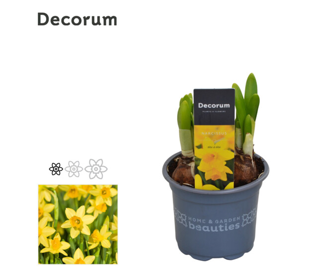 NARCISSE T.A.T. DECORUM
