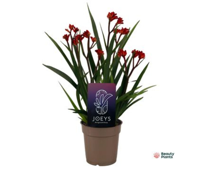 ANIGOZANTHOS ROUGE