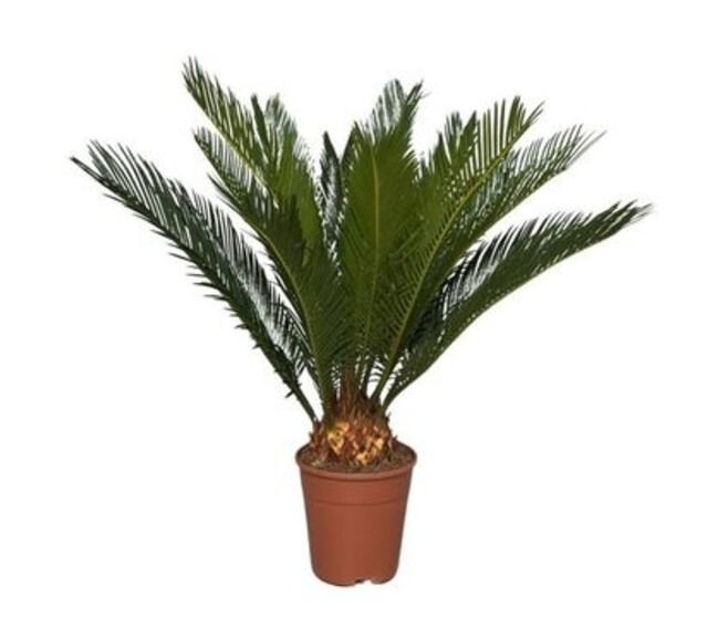 CYCAS REVOLUTA