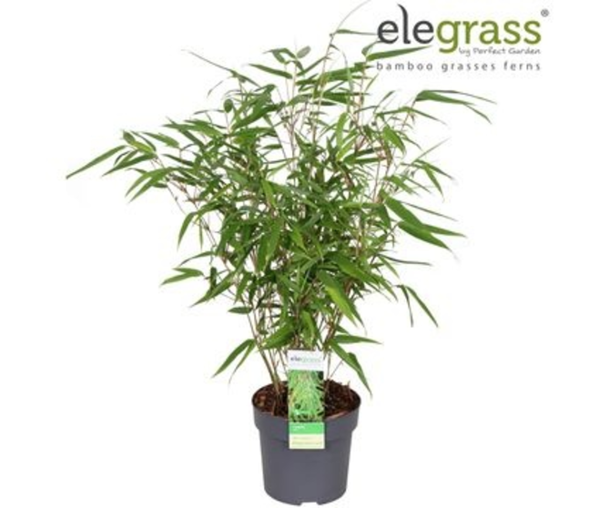 BAMBOU FARGESIA RUFA
