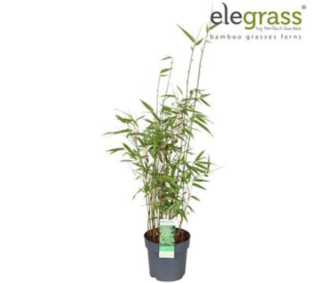 BAMBOU FARGESIA RUFA