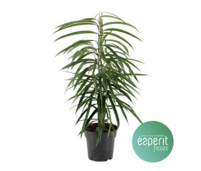 FICUS ALII
