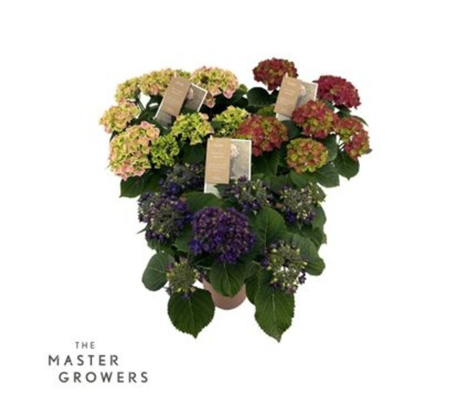 HORTENSIA 7FL SPECIAL VARIE