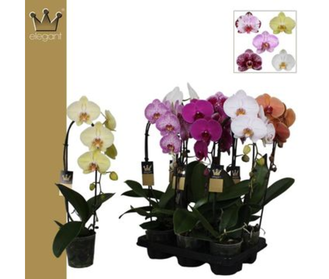 PHALAENOPSIS 1BR CASCADE VARIE