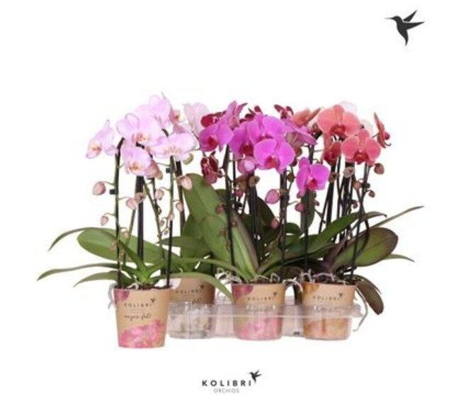 PHALAENOPSIS 2BR CASCADE VARIE