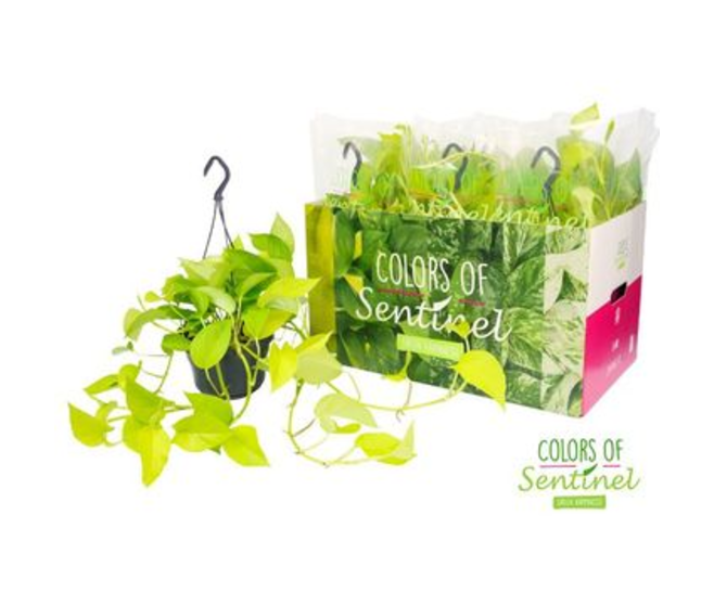 SCINDAPSUS GOLDEN SUSP