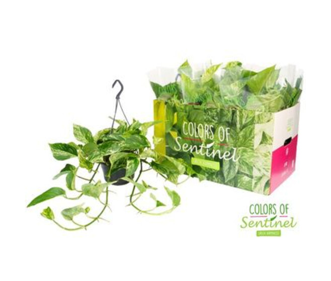 SCINDAPSUS MARBLE QUEEN SUSP