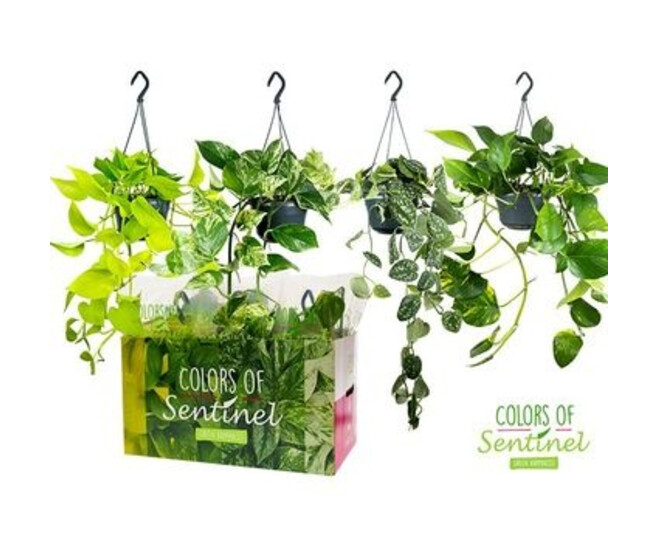 SCINDAPSUS VARIE SUSP