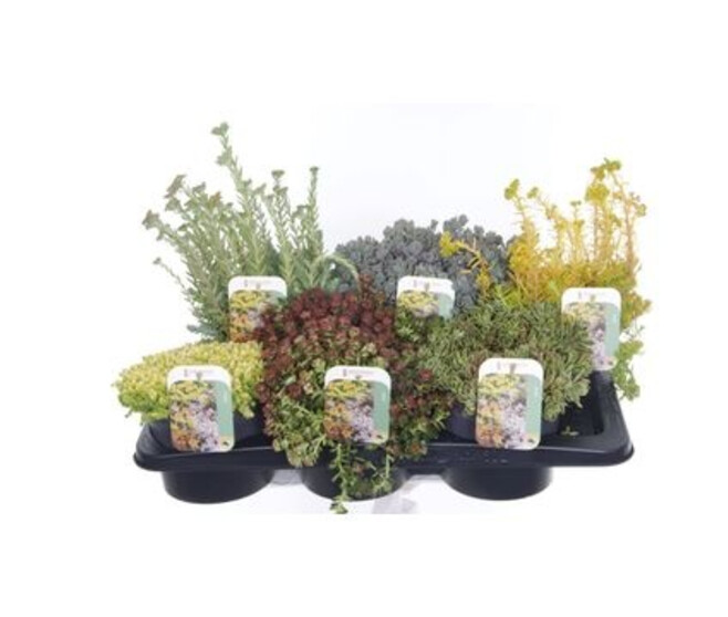 SEDUM VARIE