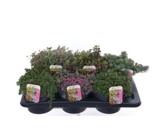 SEDUM VARIE