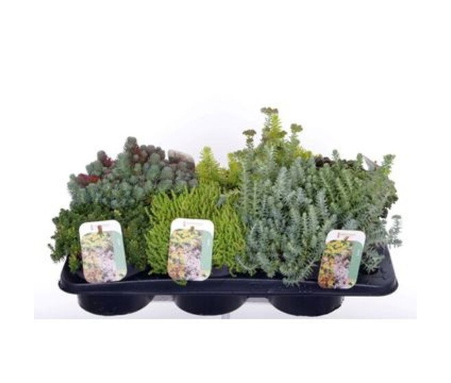 SEDUM VARIE