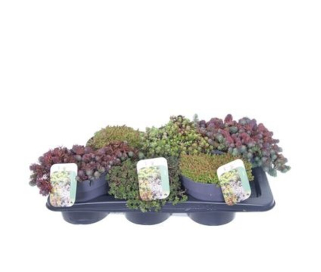 SEDUM VARIE