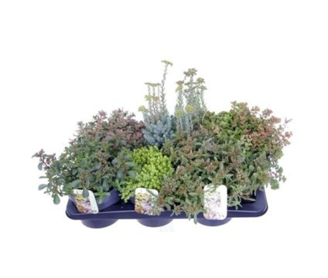 SEDUM VARIE
