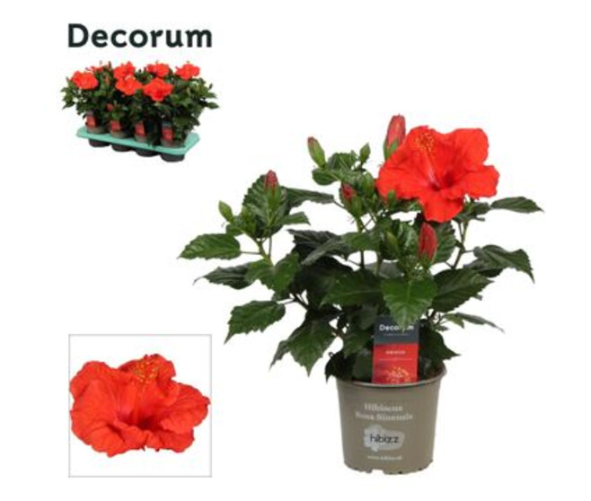 HIBISCUS BORDEAUX DECORUM