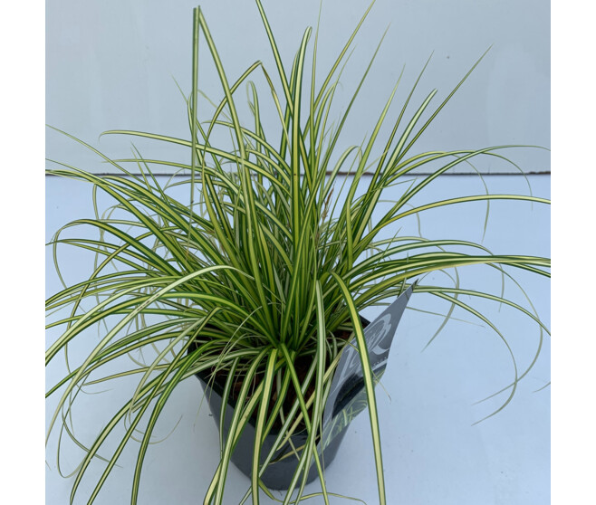 CAREX EVERSHEEN