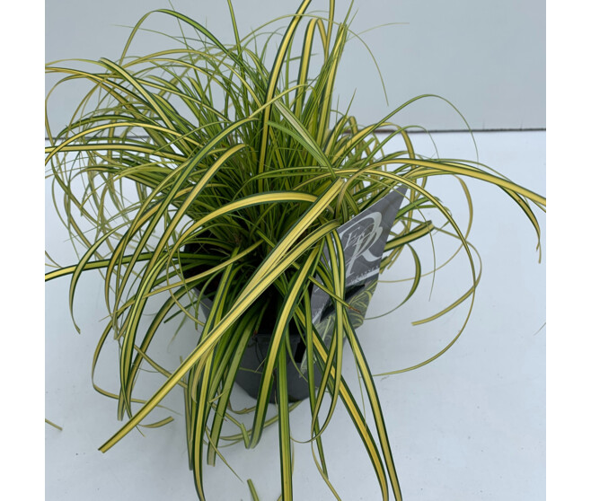 CAREX EVERSHEEN