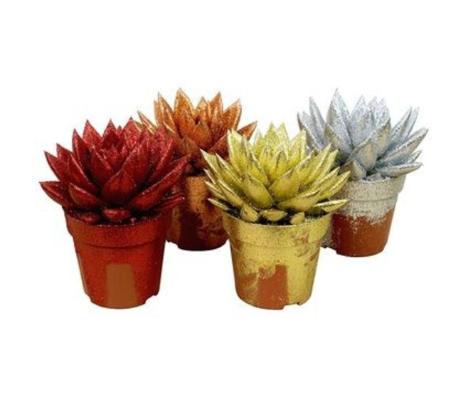 ECHEVERIA MIRANDA TEINTE