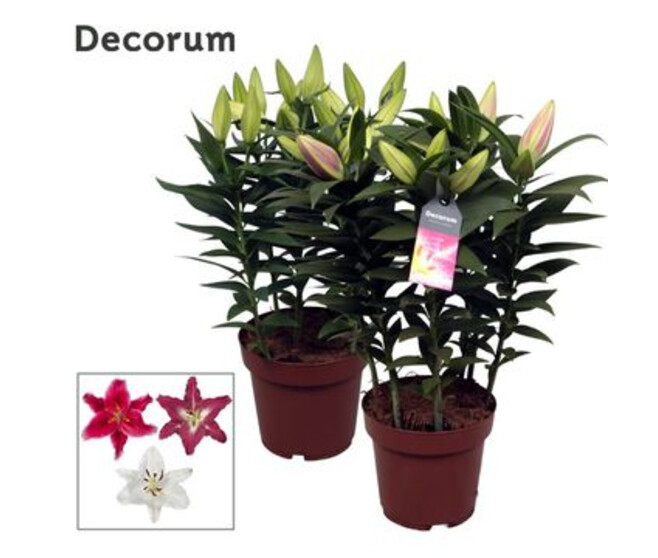 LILIUM ORIENTAL 5PP DECORUM
