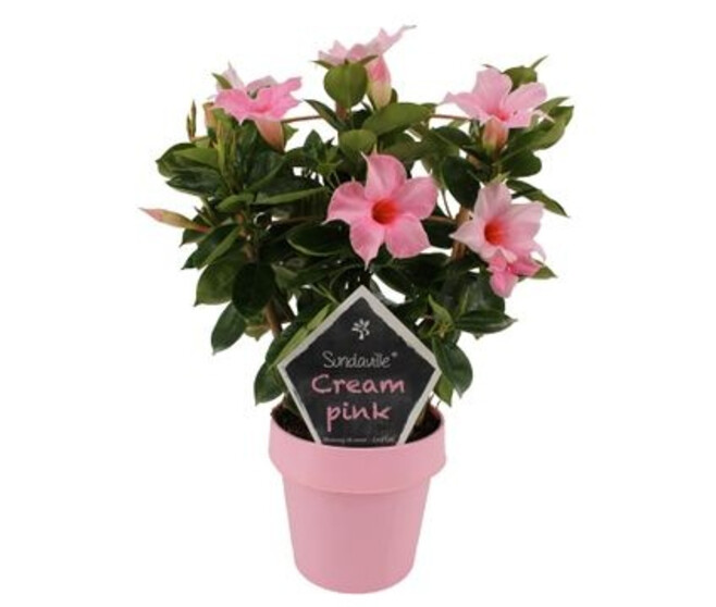 DIPLADENIA SUNDAVILLE CREAM PINK PALISSE