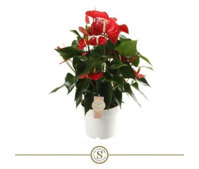 ANTHURIUM ANDREANUM ROYAL CHAMPION ROUGE