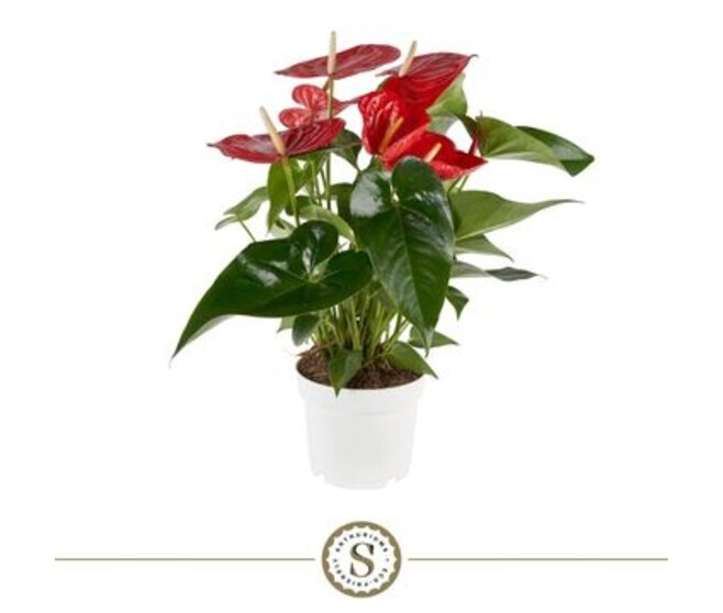 ANTHURIUM ANDREANUM ROYAL CHAMPION ROUGE