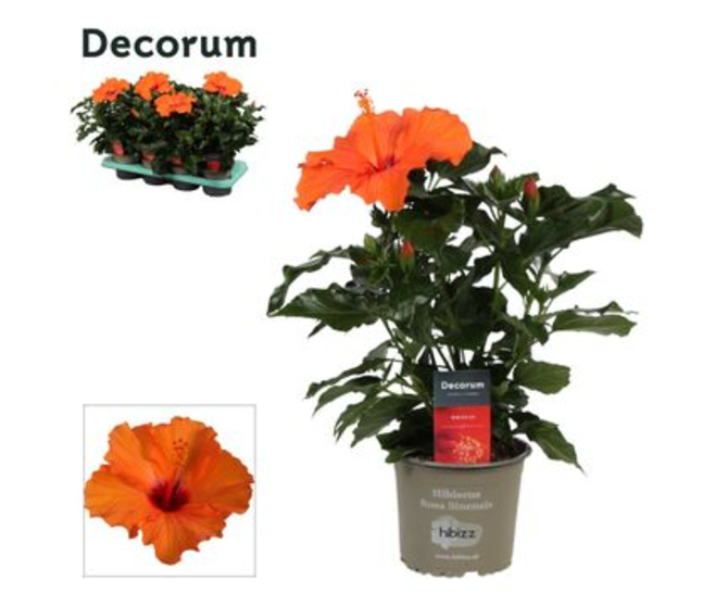 HIBISCUS ORANGE DECORUM