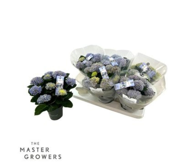 HORTENSIA MAGICAL 5FL BLEU