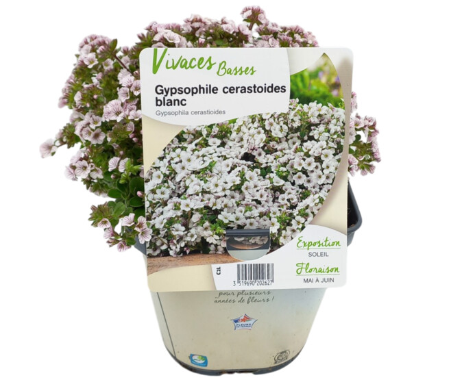 GYPSOPHILA CERASTIOIDES