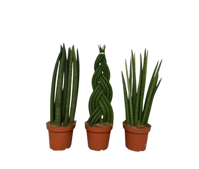 SANSEVIERIA CYLINDRICA VARIES