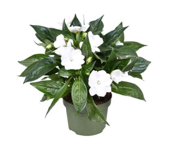 IMPATIENS GUINEE BLANCHE