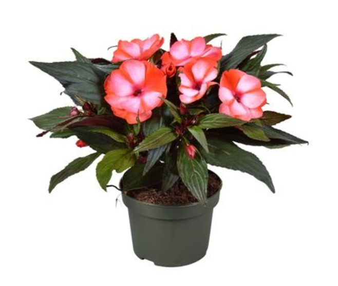 IMPATIENS GUINEE 2COULEURS