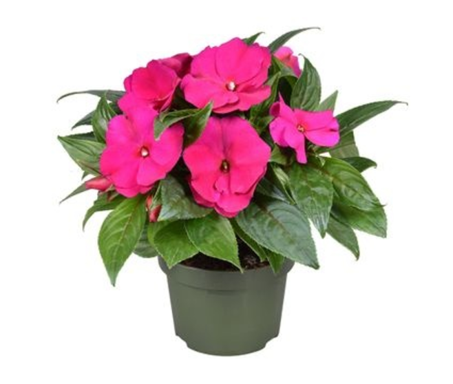 IMPATIENS GUINEE MAUVE