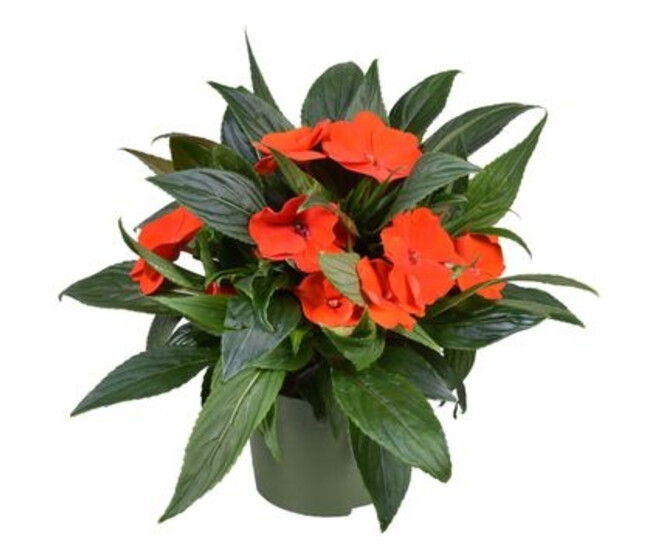 IMPATIENS GUINEE ORANGE