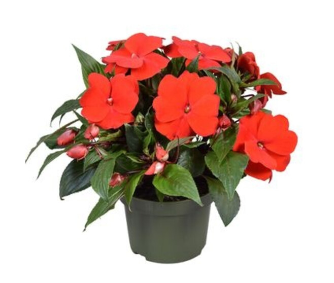 IMPATIENS GUINEE ROUGE