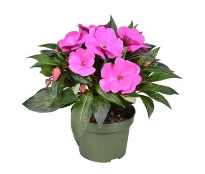 IMPATIENS GUINEE VIOLETTE
