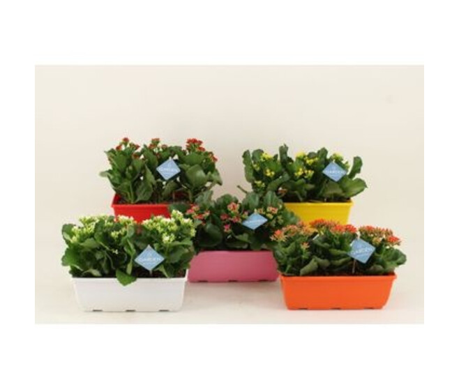 KALANCHOE JARD