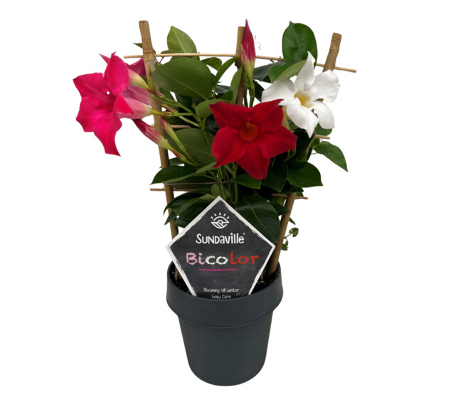 MANDEVILLA BICOLOR PALISSE
