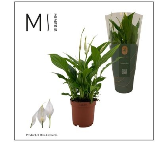 SPATHIPHYLLUM