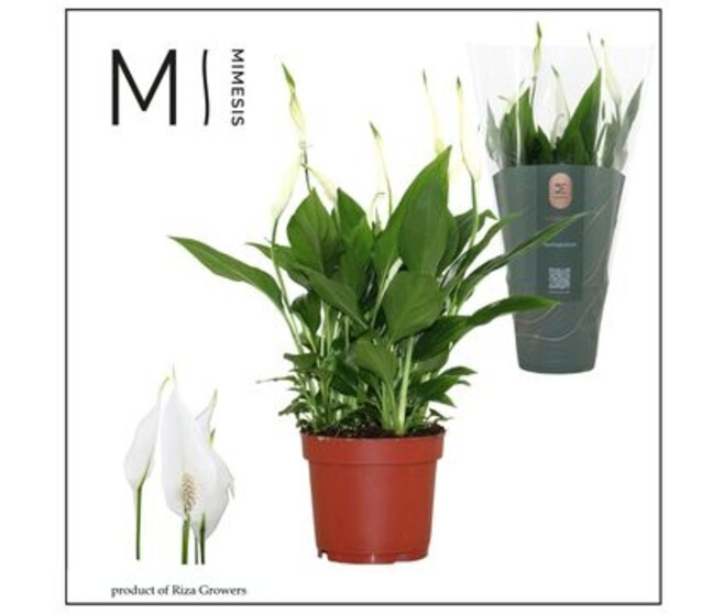 SPATHIPHYLLUM