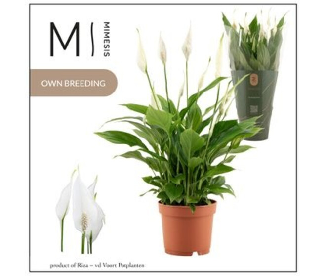 SPATHIPHYLLUM