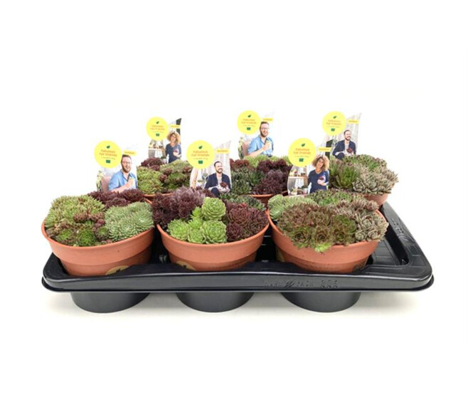 SEMPERVIVUM X4