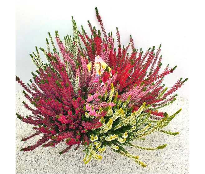 ERICA CALLUNA CARNAVAL COUPE