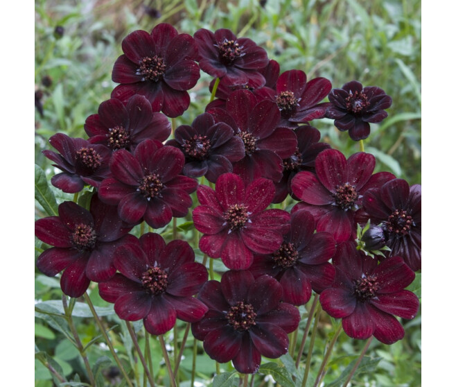 COSMOS CHOCAMOCHA