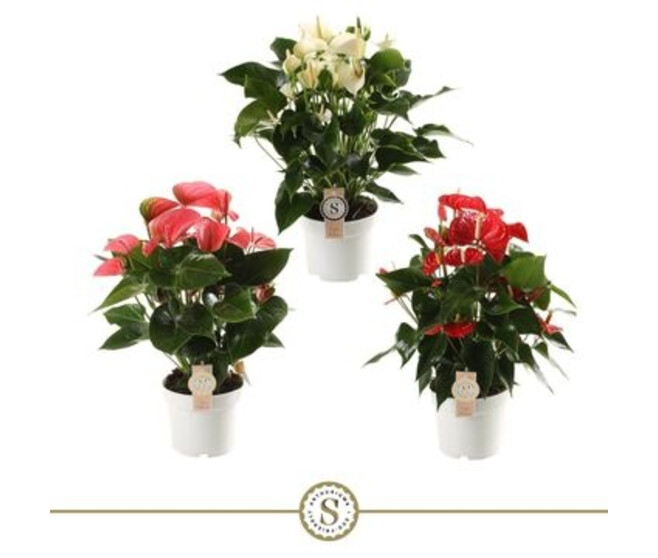 ANTHURIUM ANDREANUM CHAMPION