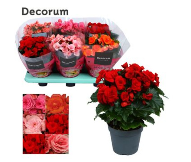 BEGONIA SEMPERFLORENS VARIE DECORUM