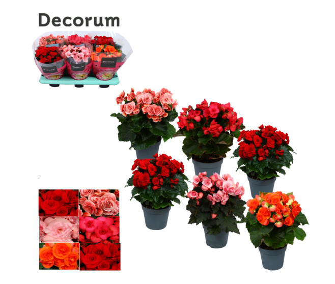 BEGONIA SEMPERFLORENS VARIE DECORUM