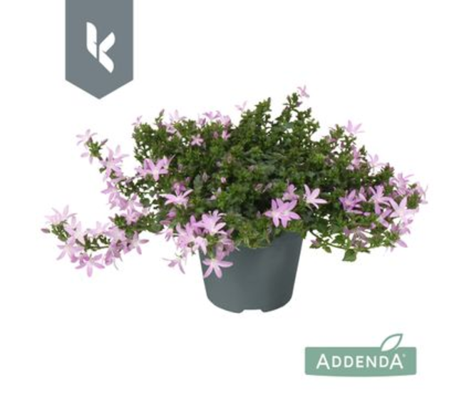 CAMPANULE ADANSA ROSE